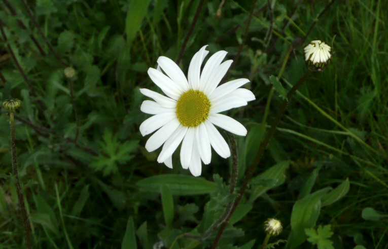 Ox-eye Daisy