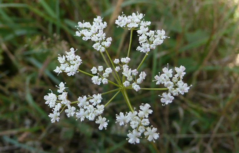 Pignut