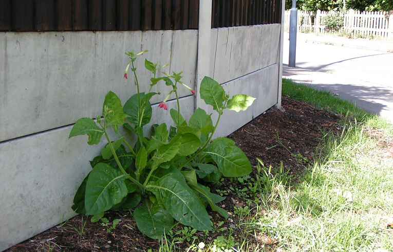 Tobacco Plant