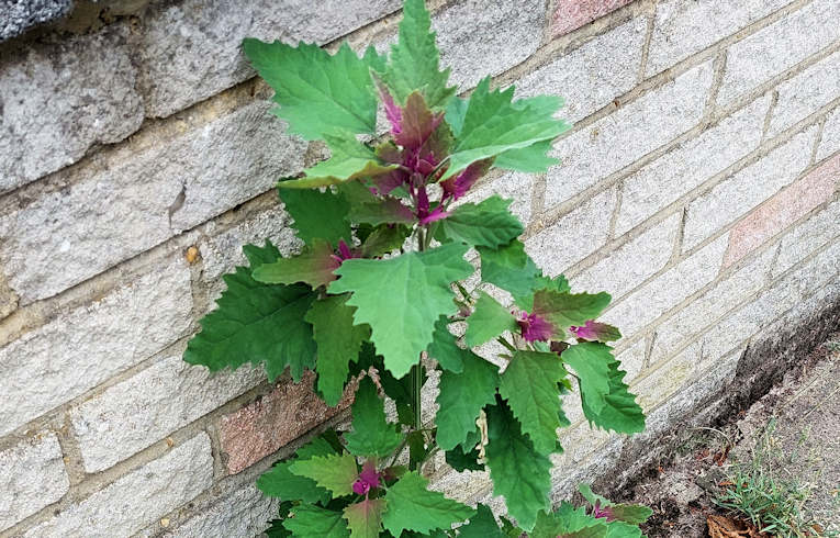 Tree Spinach