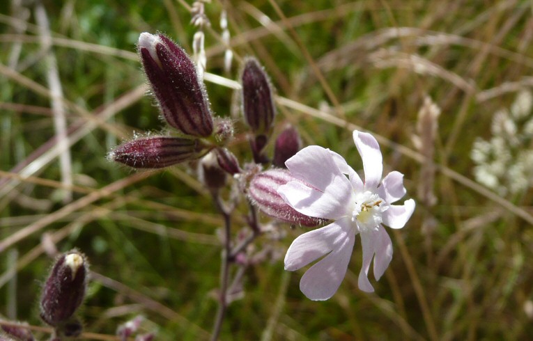 White Campion