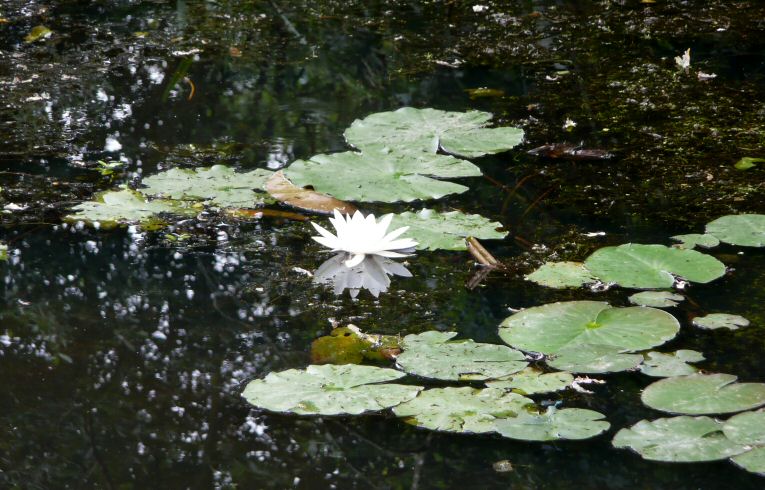 White Water-lily