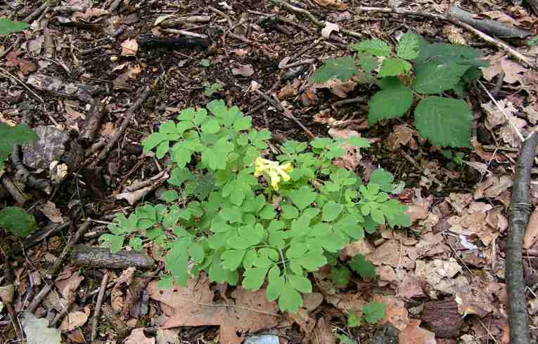 Yellow Corydalis