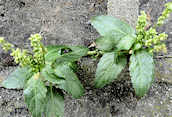 Annual Mercury