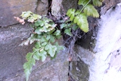 Black Spleenwort