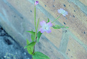 Broad-leaved Willowherb
