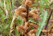 Broomrape