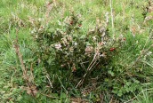 Butcher's Broom