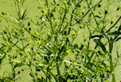 Celery-leaved Buttercup