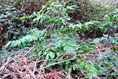 Cherry-laurel