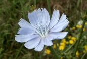 Chicory