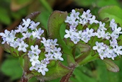 Common Cornsalad