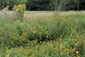 Common Fleabane