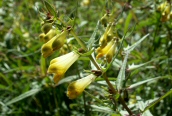 Common Cow-wheat