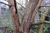 Crack Willow