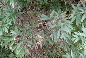 Cut-leaved Elder
