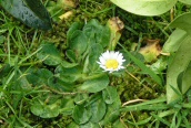 Daisy