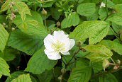 Dewberry