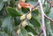 Dombey's Southern Beech 