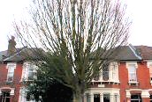 Fastigiate Hornbeam