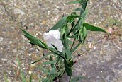 Garden Lobelia