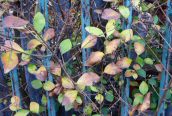 Garden Privet