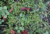 Hairy Bittercress
