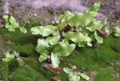 Hart's-tongue Fern