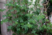Herb Robert