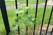 Hollyhock