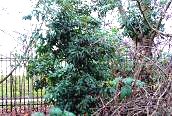 Holm Oak