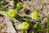 Hop Trefoil