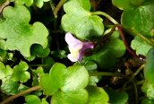 Ivy-leaved Toadflax