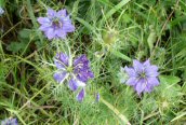 Love-in-a-mist