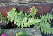 Male Fern