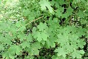 Norway Maple