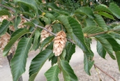 Oriental Hornbeam 