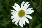 Ox-eye Daisy