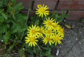 Oxford Ragwort