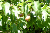 Pear