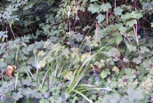 Pendulous Sedge