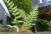 Polypody