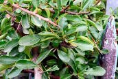 Firethorn