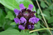 Self Heal 