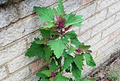 Tree Spinach