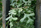 Turkey Oak