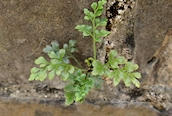 Wall Rue