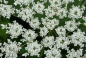 Wild Carrot