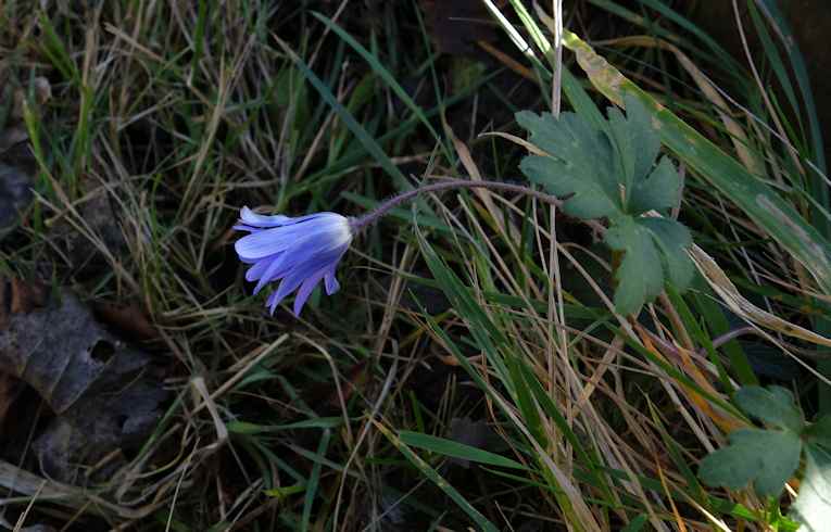 Blue Anemone