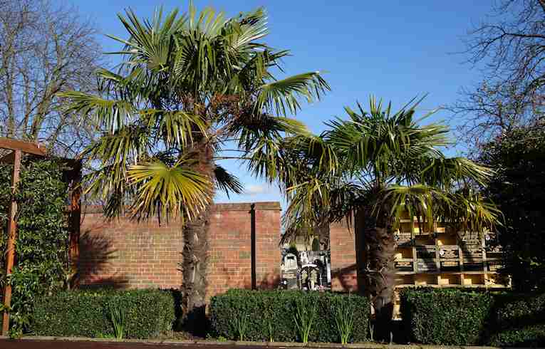 Chusan Palm